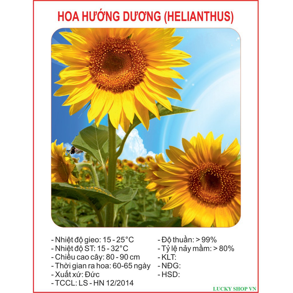 SET 60 hạt giống hoa hướng dương vàng cao nhiều hoa TẶNG 1 siêu lân