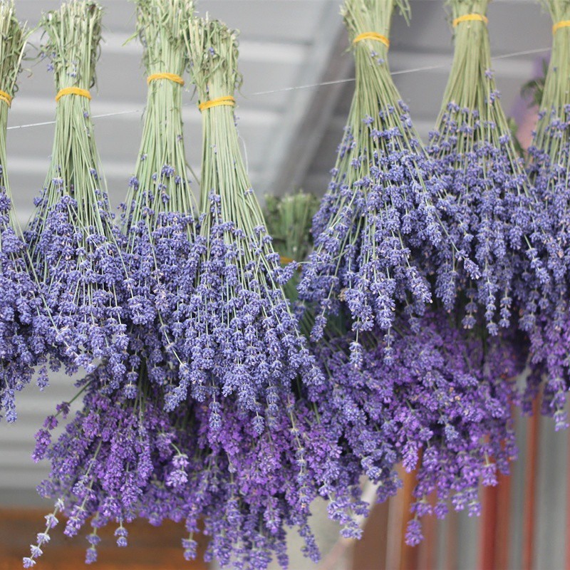 Trà hoa oải hương sấy lạnh - Trà lavender gói 50 gram