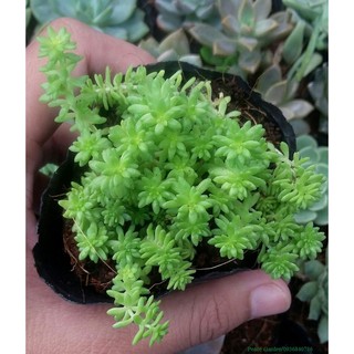 Sedum vàng