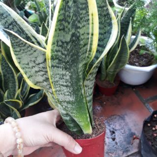 🌿 🌹 Cây lưỡi hổ ( 3 thân )🌹 🌿