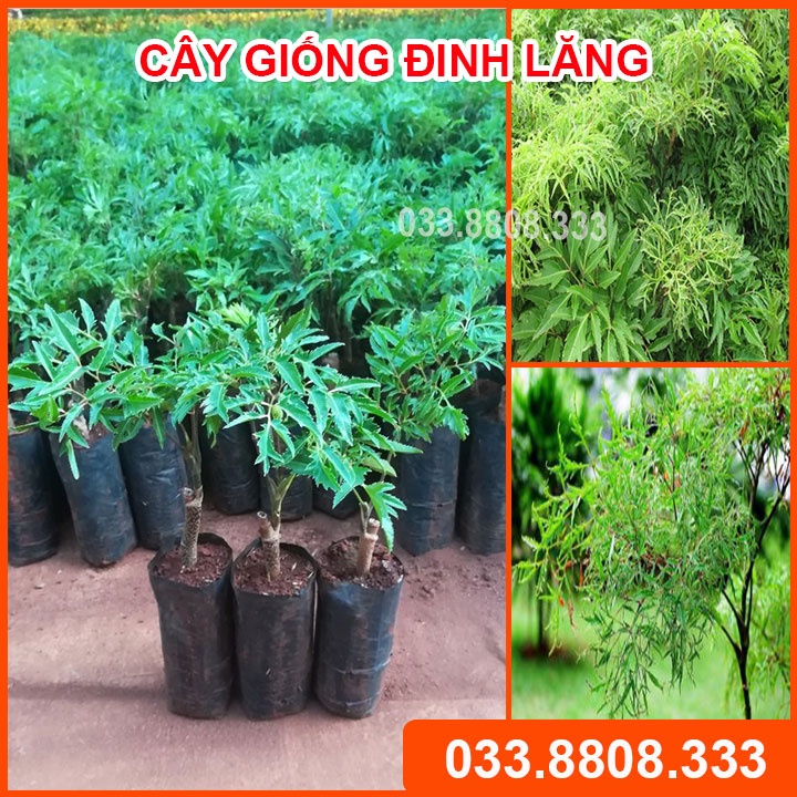 5 Cây Giống Đinh Lăng Nếp Cây Khỏe Đẹp