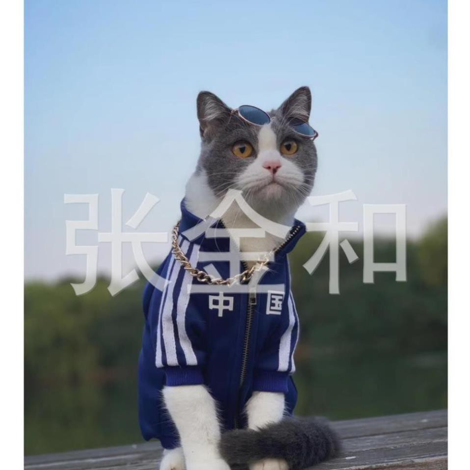 Kính chó mèo gọng vàng kính mát cho thú cưng chống tia UV (One size) hcm