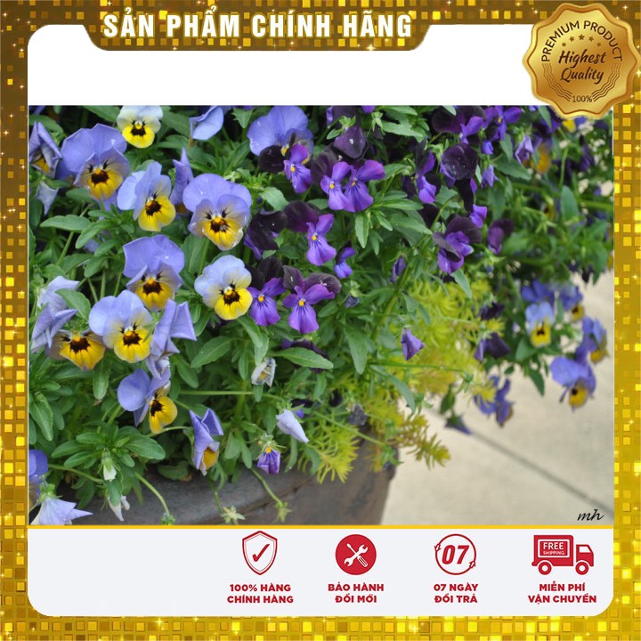 Hạt giống hoa Viola pansy mix nhiều màu