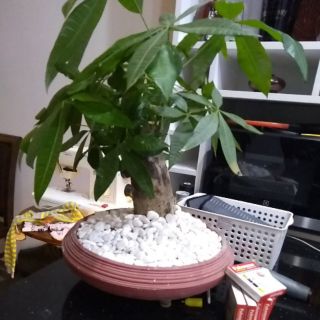 Sét hưng bích