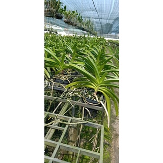 Lan Hải Yến cây đang nụ