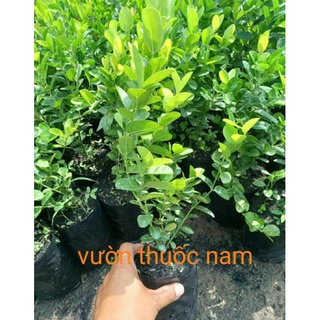 Cây siro , cây si rô làm giống