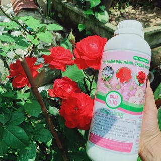 Phân bón đậu nành ủ trứng chuối Humic lên men