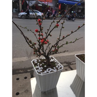 CÂY HOA MAI ĐỎ TẾT