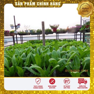 Hạt Giống Rau Diếp Thơm(5gr)