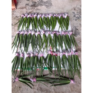 combo 11 cây loại 25k