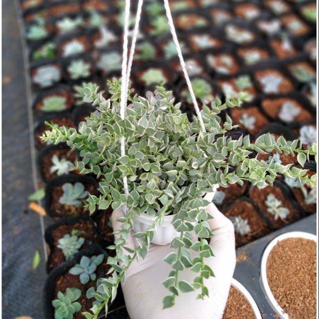 Lan tim cẩm thạch chậu treo