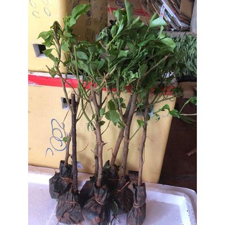 4 cây GIỐNG hoa giấy (chọn màu vào phần ghi chú khi đặt hàng)