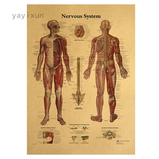 Poster hd hình cơ thể người trang trí nhà ở/quán bar đẹp mắt