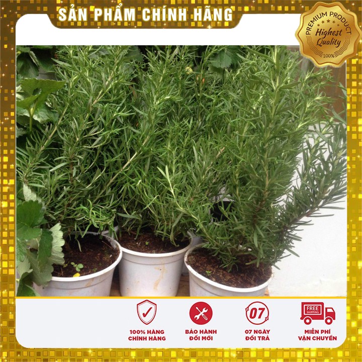 Hạt giống cây hương thảo hương thảo - cây đuổi muỗi