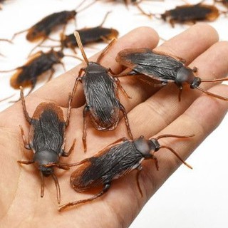 Con gián giả cho chó mèo, chơi khăm bạn bè ( 5/ 10 / 12 con )