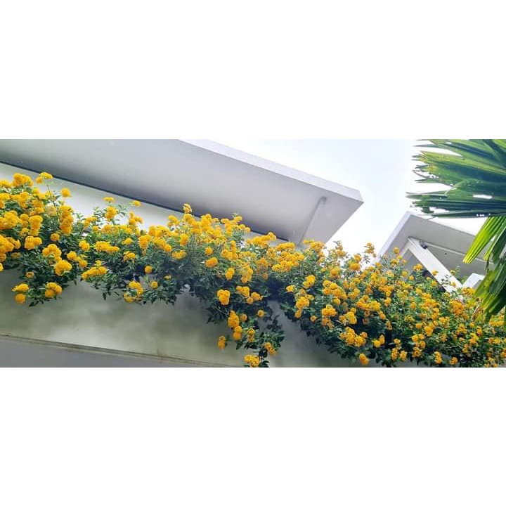 Cây Hoa Cúc ngũ sắc vàng rủ trang trí ban công sân vườn đẹp dễ trồng