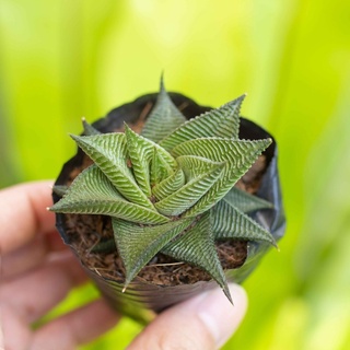 Sen đá móng rồng xoáy 3-5cm