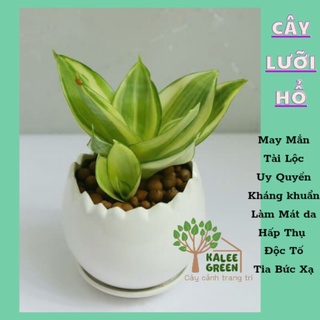 Chậu cây lưỡi hổ mini để bàn, làm mát da, lọc không khí | kalee green