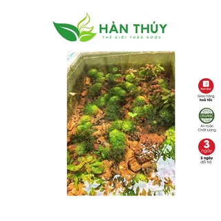 Lá Bàng Khô - Thần Dược Cá Cảnh
