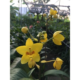 CHẬU GIỐNG HOA ĐỊA LAN CHU ĐỈNH VÀNG (ĐỊA LAN CHU ĐINH VÀNG)