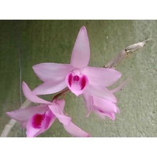 Ki phi điệp, giả hạc hồng mắt đỏ