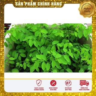 HẠT GIỐNG RAU NGÓT BỐN MÙA  ( gói 1 gr)
