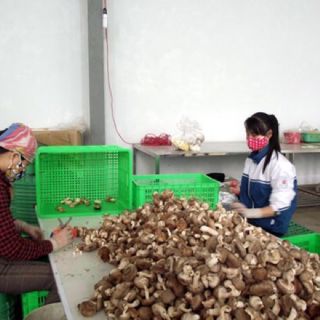 Chân nấm hương 500g