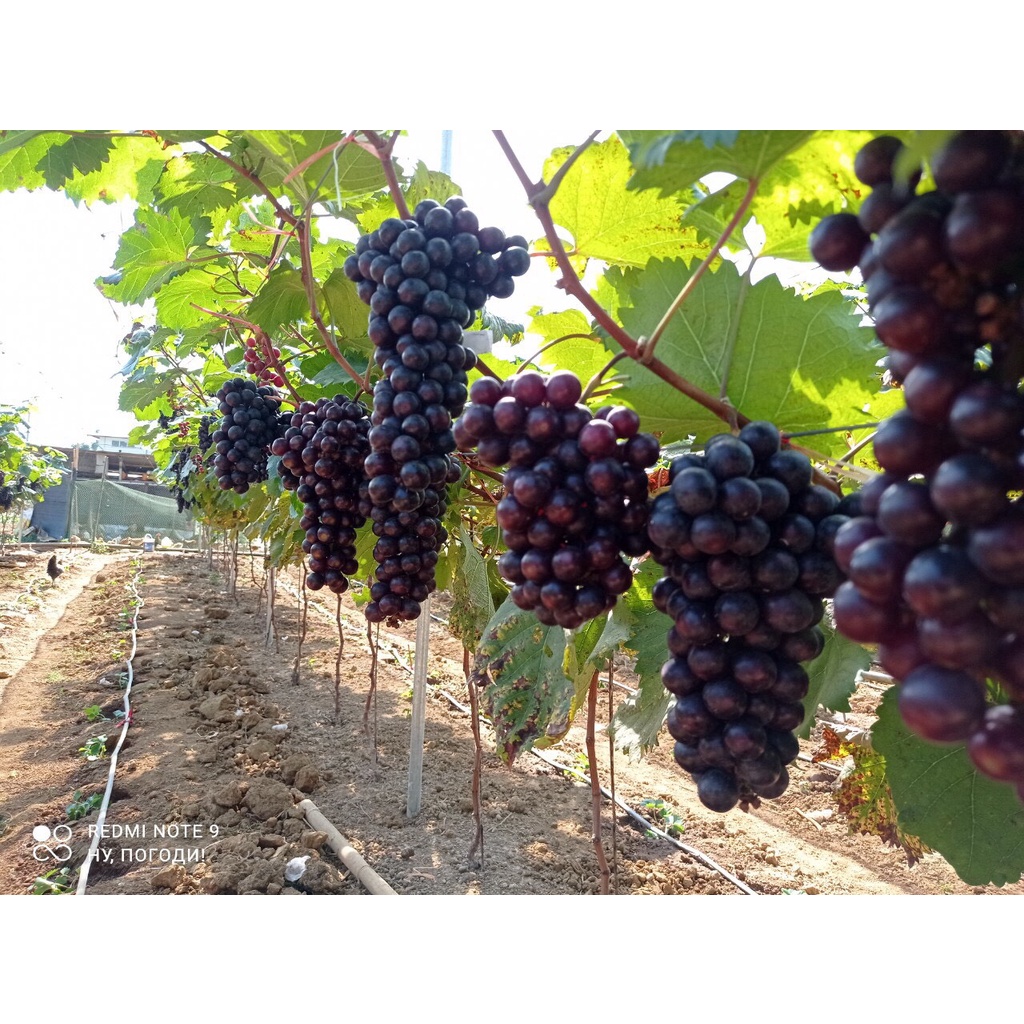 CÂY GIỐNG NHO HẠ ĐEN ( Nho không hạt, siêu trái).