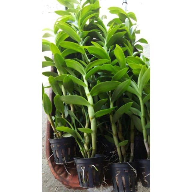 Hoa phong lan Denro nắng thơm