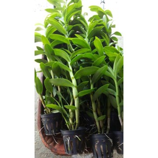 Hoa phong lan Denro nắng thơm