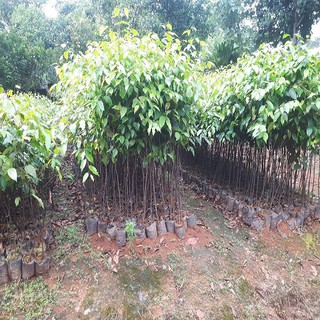 5 Cây sao đen giống