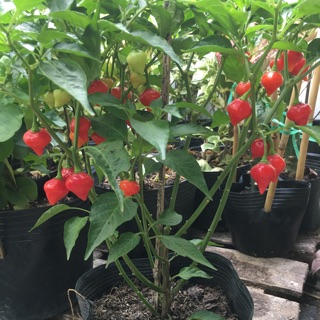 Cây ớt chuông siêu trái