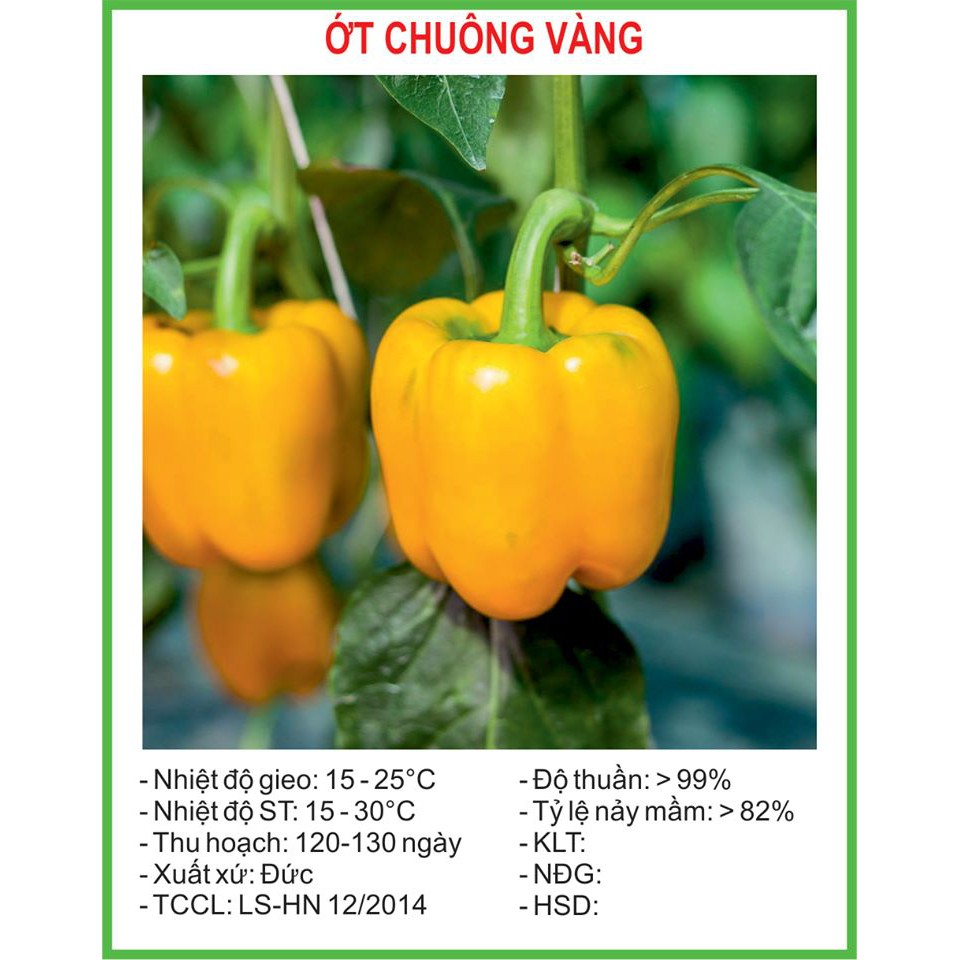 💥💧[SIÊU HOT] Hạt Giống Ớt chuông vàng 10 Hạt (golden seed) [GIÁ RẺ]💥💧