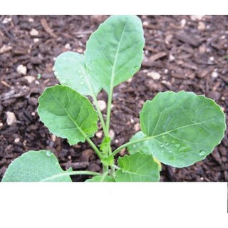 Hạt Giống Bông Cải Xanh (Súp Lơ Xanh) 0.2gr