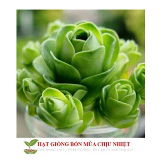 Hạt giống sen đá hoa hồng xanh 20 hạt luckyseed hạt siêu rẻ
