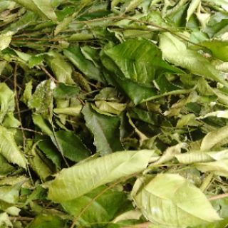 Lá trà rừng Lai Châu (lá chè thơm xao khô)