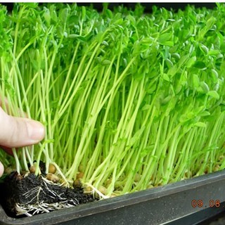 50Gram Hạt Mầm đậu Hà Lan