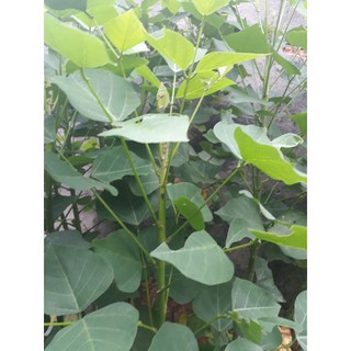 lá vông tươi 1kg