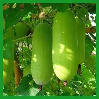 Hạt giống Bí Đao