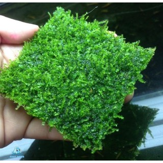 RÊU MINI TAIWAN vỉ 8x8cm siêu đẹp gắn gỗ lũa hoặc trải nền