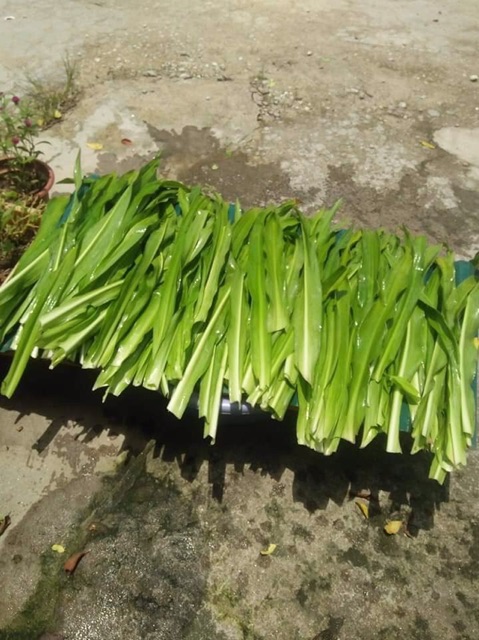 Trinh nữ hoàng cung 1 kg