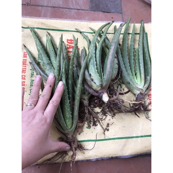 Combo 10 cây giống NHA ĐAM MỸ cao 20-25cm