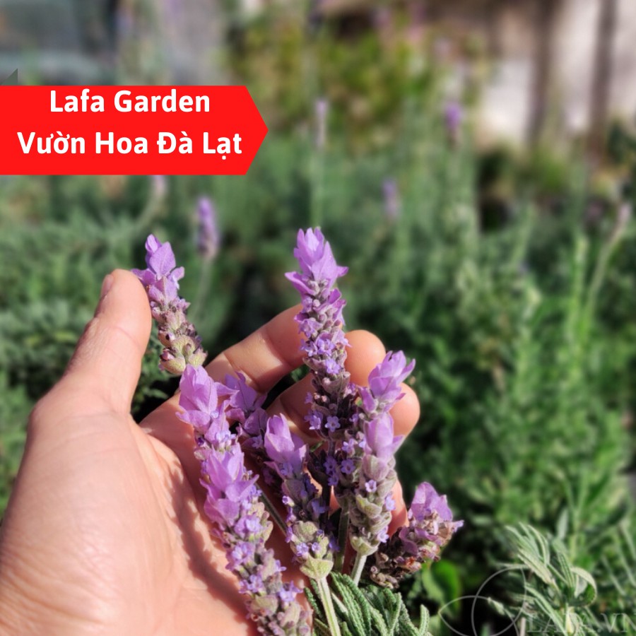 Hạt giống hoa lavender, gói 20 hạt hoa lavender màu tím chịu hạn tốt