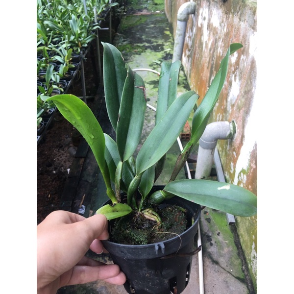 Hoa Lan Cattleya Cây trưởng thành - mặt hoa như hình