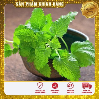 Hạt giống bạc hà thơm Âu