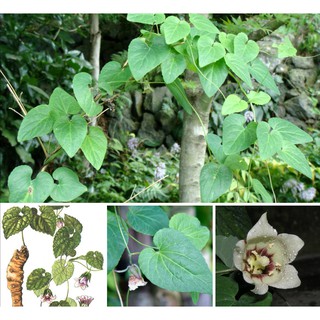 Hạt giống đẳng sâm - Tặng gói hạt giống ngẫu nhiên