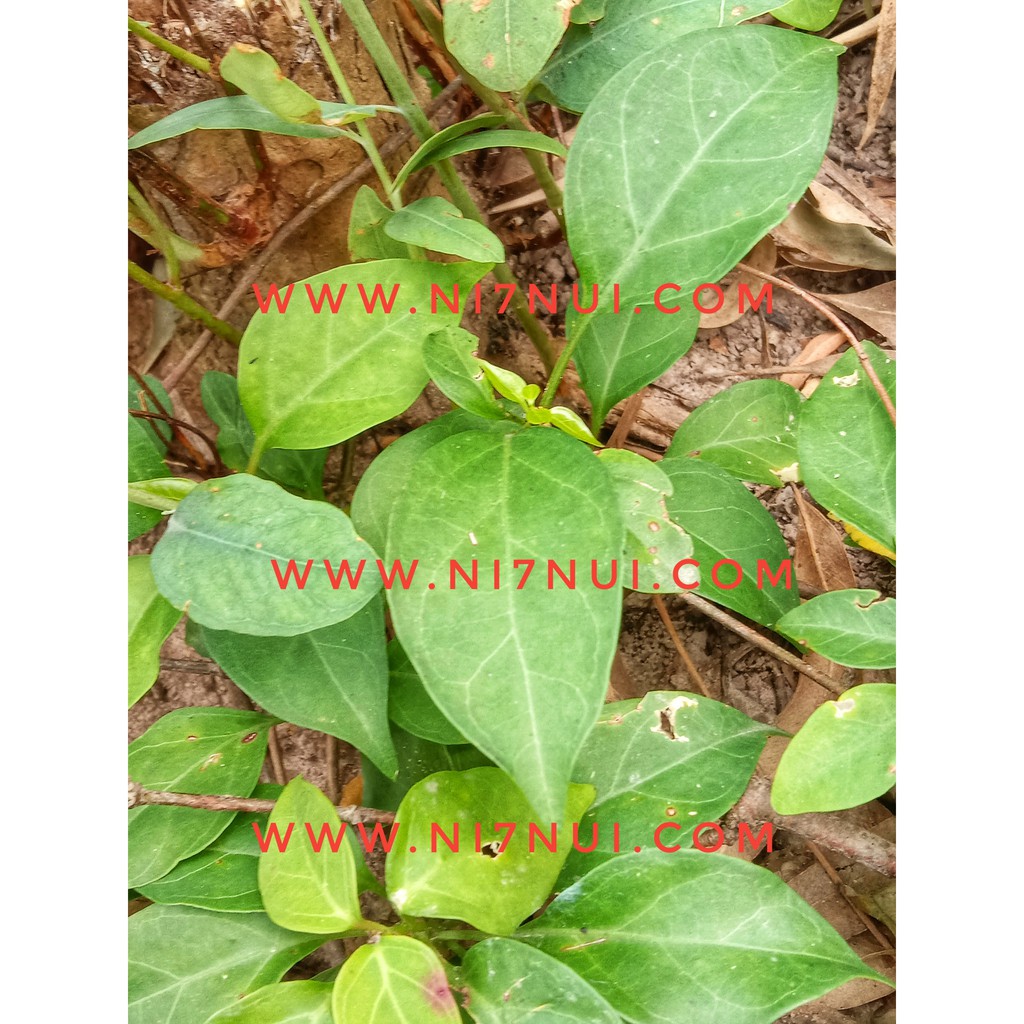 200g Lá giang tươi Núi Cấm - shop Ni Bảy Núi