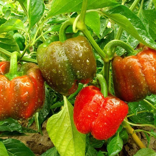 [Rẻ Vô Địch] hạt giống Ớt ngọt ( ớt chuông)