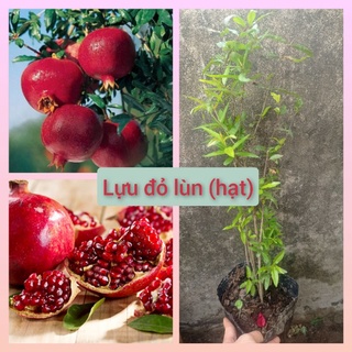 Cây giống Lựu đỏ lùn