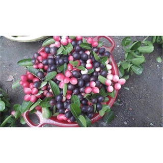 cây giống Si rô